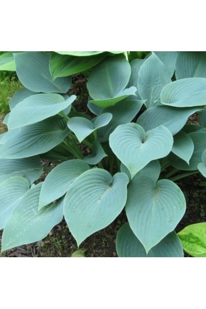 Хоста Блю Мун – декоративний кущ для клумб і бордюрів.